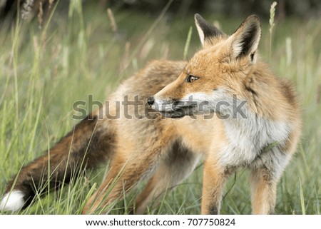 Red Fox Against A Green Nature Background