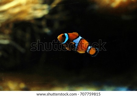 fish in the dark background