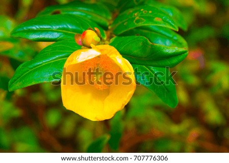yellow flower abstract background.