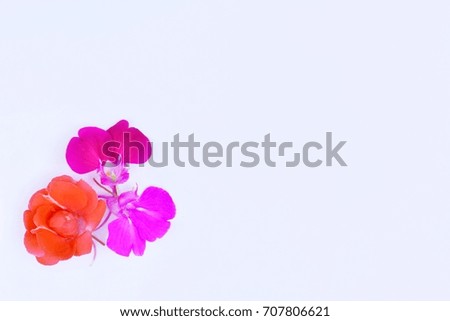 Beautiful flowers on the white background.