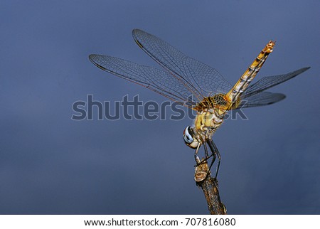 Close-up dragonfly background blue sky