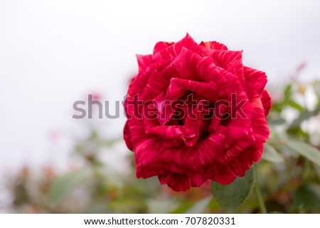Red Intuition; Hybrid Tea Rose, Red (Stripe) Rose Originally Produced by the Breeder Dellbard in France, 1999
