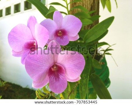 Orchid tree in my garden