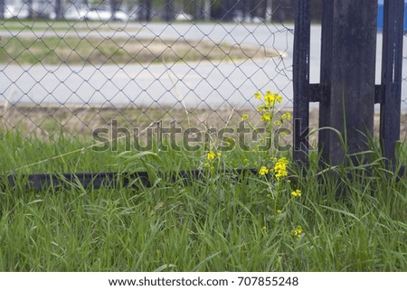 Black wire fence with a yellow field flower and a green lawn with grass on the background of asphalt.