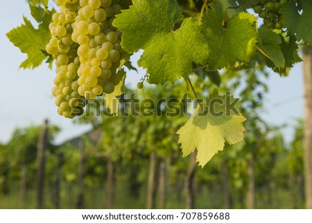 Grapevines with bunches in Balaton Highland region, Hungary.