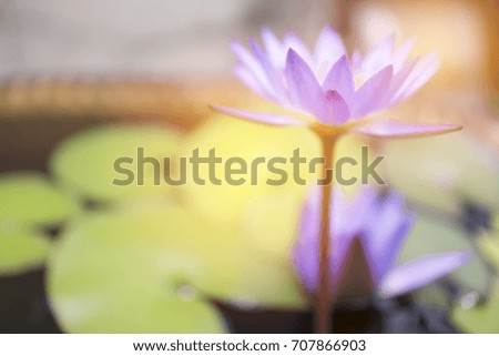 pastel orange light on blur purple lotus flower with green leaves in the pond background