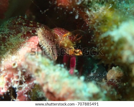 Blue Porcelain Crab Filter Feeding in Yellow Hard Coral, Amesbury Shipwreck, Key West, Florida Keys