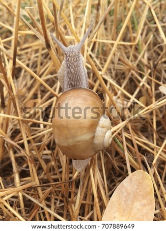 Golden snail on leaf in autumn Forest