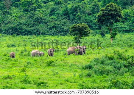 Elephant forest in Thailand National Park