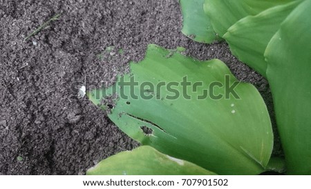 green leaves isolated soil