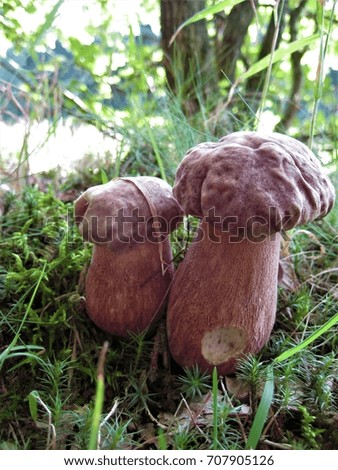 macro photo with a decorative background texture of a forest fungus in the thickets of grass as the source for design, posters, interiors, decor, print