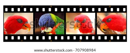 Birds. Parrots. Creative portrait cropping. Created in film strips frame