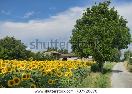 Country landscape at summer along the road from Fiorenzuola d'Arda to Castell'Arquato (Piacenza, Emilia-Romagna, Italy). Field of sunflowers
