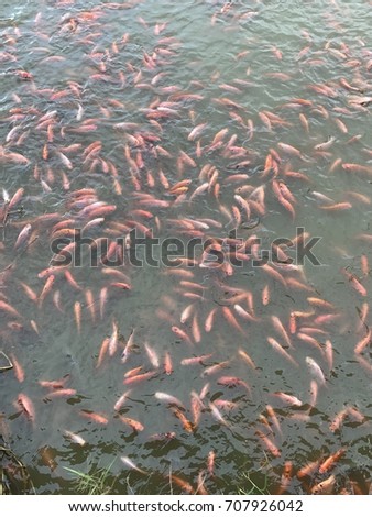 carp fish in a pond