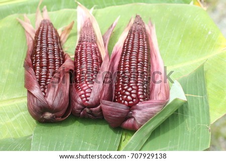 Purple corn boiled on banana leaf 