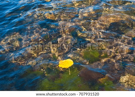 Yellow autumn leaf in water
