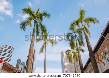 palm trees and sky in singapore