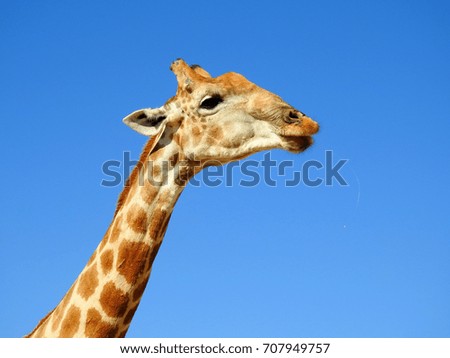 Giraffe head face isolated on blue sky background. Botswana.