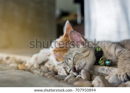 Kittens are sleeping on day time, Selective focus.