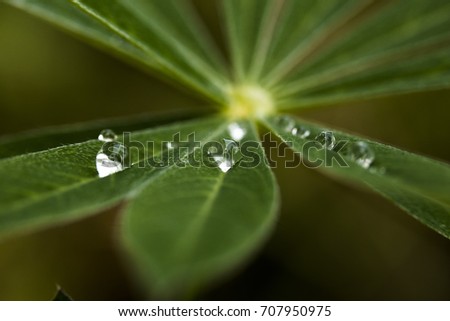 drops on a leaf