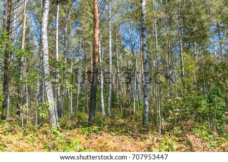 Early autumn Siberian forest