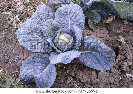 growing in the garden, pictures of white cabbage without natural hormone,