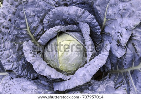 growing in the garden, pictures of white cabbage without natural hormone,