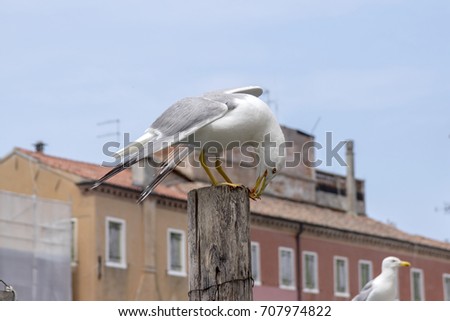 Larus michahellis, Yellow-legged gulls on bricole in italian town Chioggia