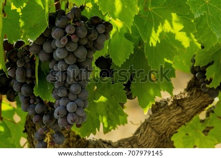 Wine Grapes Closeup