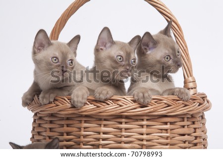 pretty little Burmese breed cat of pale color(straw-coloured). isolated over white background