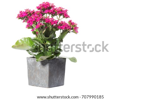 House Plant potted plant isolated on white-
