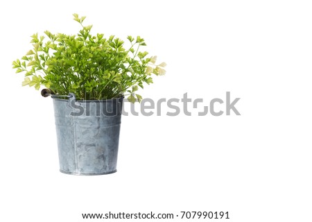 House Plant potted plant isolated on white- Royalty-Free Stock Photo #707990191