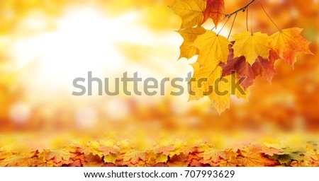 Autumn background and bright yellow leaves product montage display. Mock up for design.