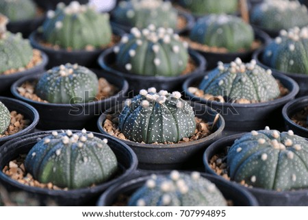 Baby cactus in garden