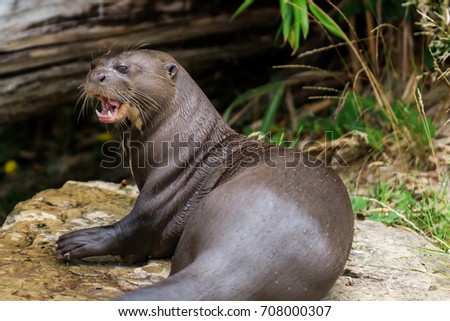 Mammal Otter giant (Pteronura brasiliensis) with Open mouth near river