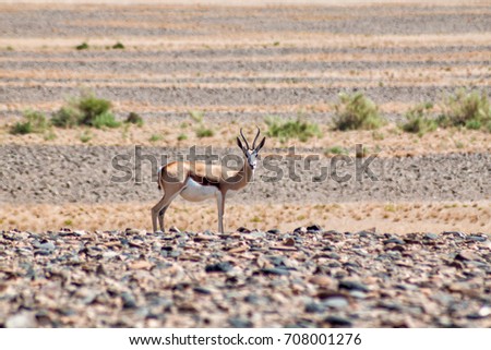 Pregnant female springbok in Namib Naukluft National Park, Namibia