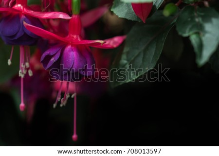 Beautiful red flowers with green leaves in black background.