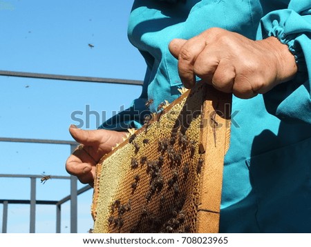 Beekeeper's hands with hive frame