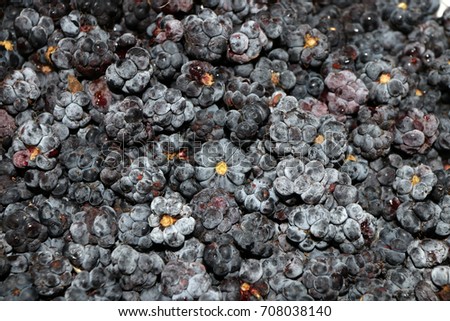 Freshly collected European dewberries (Rubus caesius)