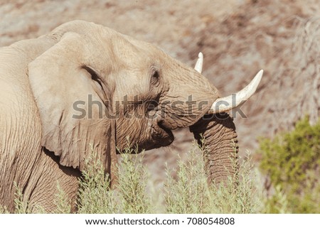 African elephant 