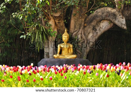 Meditation Buddha statue in tulips garden Under the Bodhi tree.  Location Chiang Mai, Thailand.