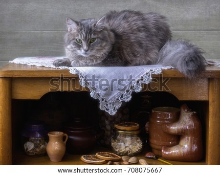 Kitty on the kitchen table