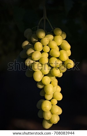 Brush ripe white grapes on a vine bush on a blurry creamy background