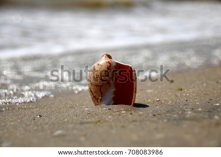 shell ashore in waves of sea in sunset