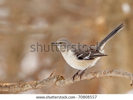 Northern mockingbird, Mimus polyglottos, perched on a tree branch