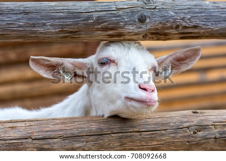 White goat in the corral