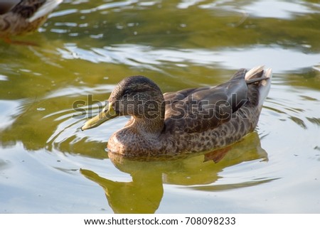 a duck on a lake in the nature
