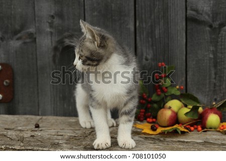 Kitten on a background of berries and apples/background