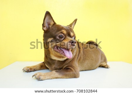 Fat Chihuahua dog is tongue stick, on yellow wall background