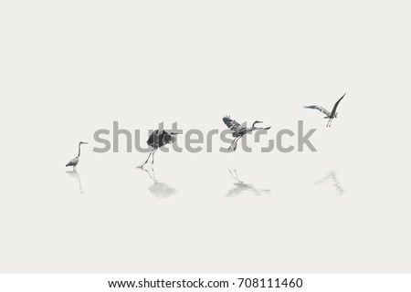 flight steps progress of a migratory bird Royalty-Free Stock Photo #708111460